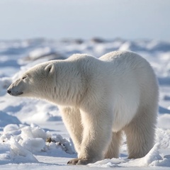 White Bear, 42 года