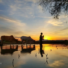 Naung Naung, 36 лет