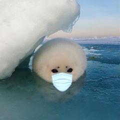 Foca Gineco, 37 лет