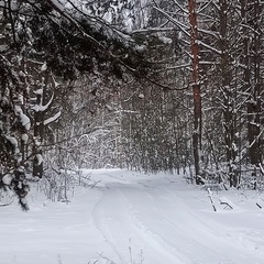 Макс Витебский, Витебск