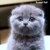 Scottish Fold, 39 лет, Вышний Волочек