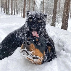 Зульфия Магомедова