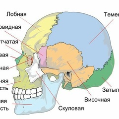 Шамиль Самигулин, 35 лет, Москва