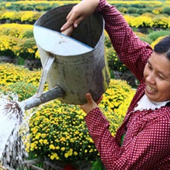 Nguyen Ha, Hanoi