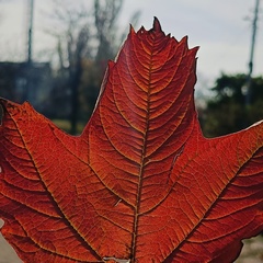 Юлия Богданова, Мариуполь