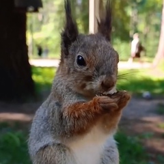 Мария Кузьмина, Луга