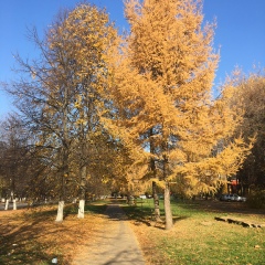 Наталья Арефьева, Москва