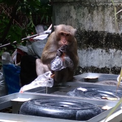 Yanadet Premkamon, 30 лет, Chanthaburi