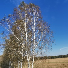 Даниил Садовой, Москва