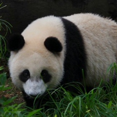 China Panda, 35 лет, Chengdu