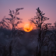 Анна Пожога, 31 год, Черновцы