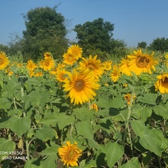 Kophyoe Waioo, 31 год, Monywa