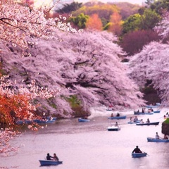 Mary Green, Yokohama