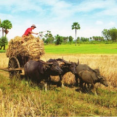 Sou Sovannara, 39 лет, Phnom Penh