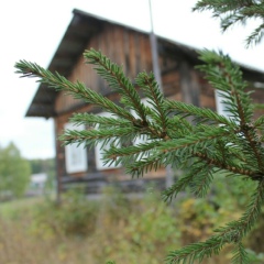 Виктор Ясинский, Санкт-Петербург