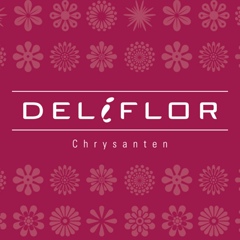 Deliflor Chrysanten, 41 год, Maasdijk (Westland)