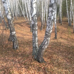 Евгений Носов, Екатеринбург