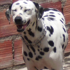 Gustavo Fernandez, San Cristóbal