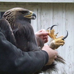 Umahan Isa-dibirow, Québec