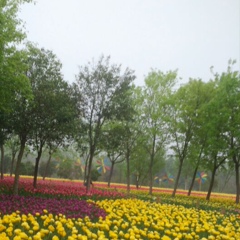 Лиза Лю, 32 года, Zhengzhou