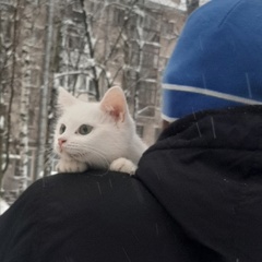 Олег Тимофеев, Псков