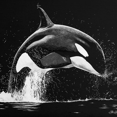 Orcinus Orca, Вологда