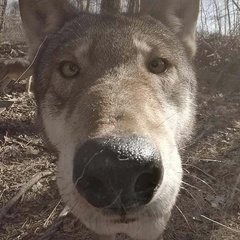 Дмитрий Пазыняк, Евпатория