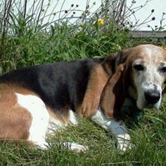 Iris Basset, Joliet