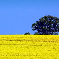 Сергій Бабка, Луцк