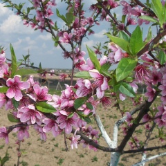 Ольга Акулина, Херсон