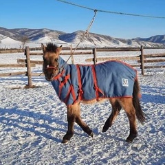 Jagi Jak, 30 лет, Ulaanbaatar