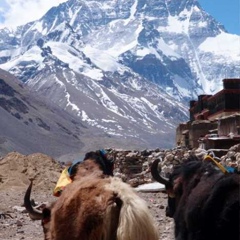 Tenzin Lhasa, Lhasa