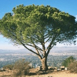 Film Marocain, Tangier