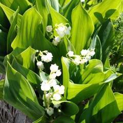 Мария Гатина, Дивеево