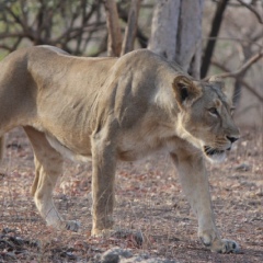 Bigcats India, 41 год, Pune