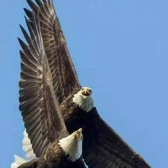 Falcon Flying, Alexandria