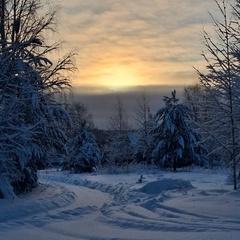 Анна Кузнецова, Шенкурск