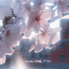 Sakura Nishida, Hiroshima