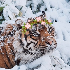 Татьяна Ваганова, 41 год, Омск