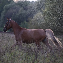 Golden Horse