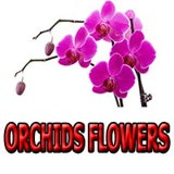 Orchids Flowers, 29 лет