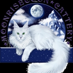 Moonrisecoon Cattery, 37 лет