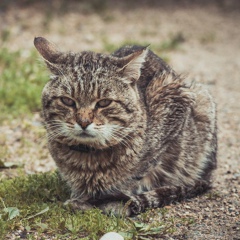 Васёк Самоумнов