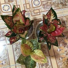 Garden Aglaonema, Екатеринбург