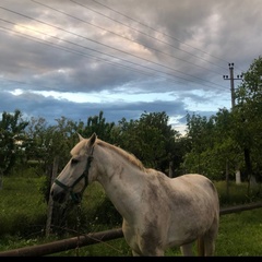 Шамиль Магомедов, 23 года, Махачкала