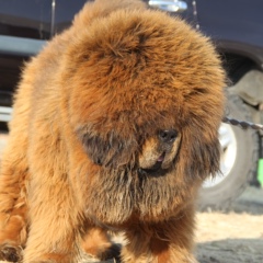 Otgon Od Tibetan Mastiff, 38 лет, Ulaanbaatar