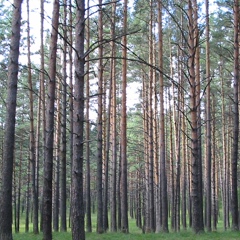 Ольга Хамзина, Санкт-Петербург