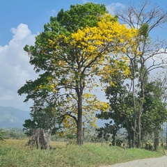 Maria-N Villada, Medellín