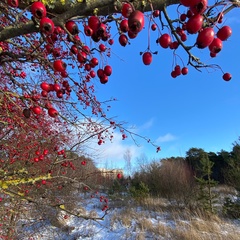 Вера Северин, Гродно