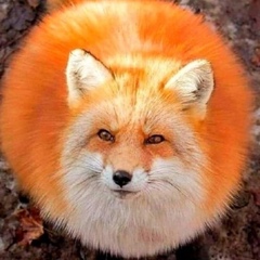 Marshy Fox, Москва